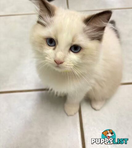 Purebred Ragdoll Kittens – Affectionate, Beautiful & Ready for New Homes!