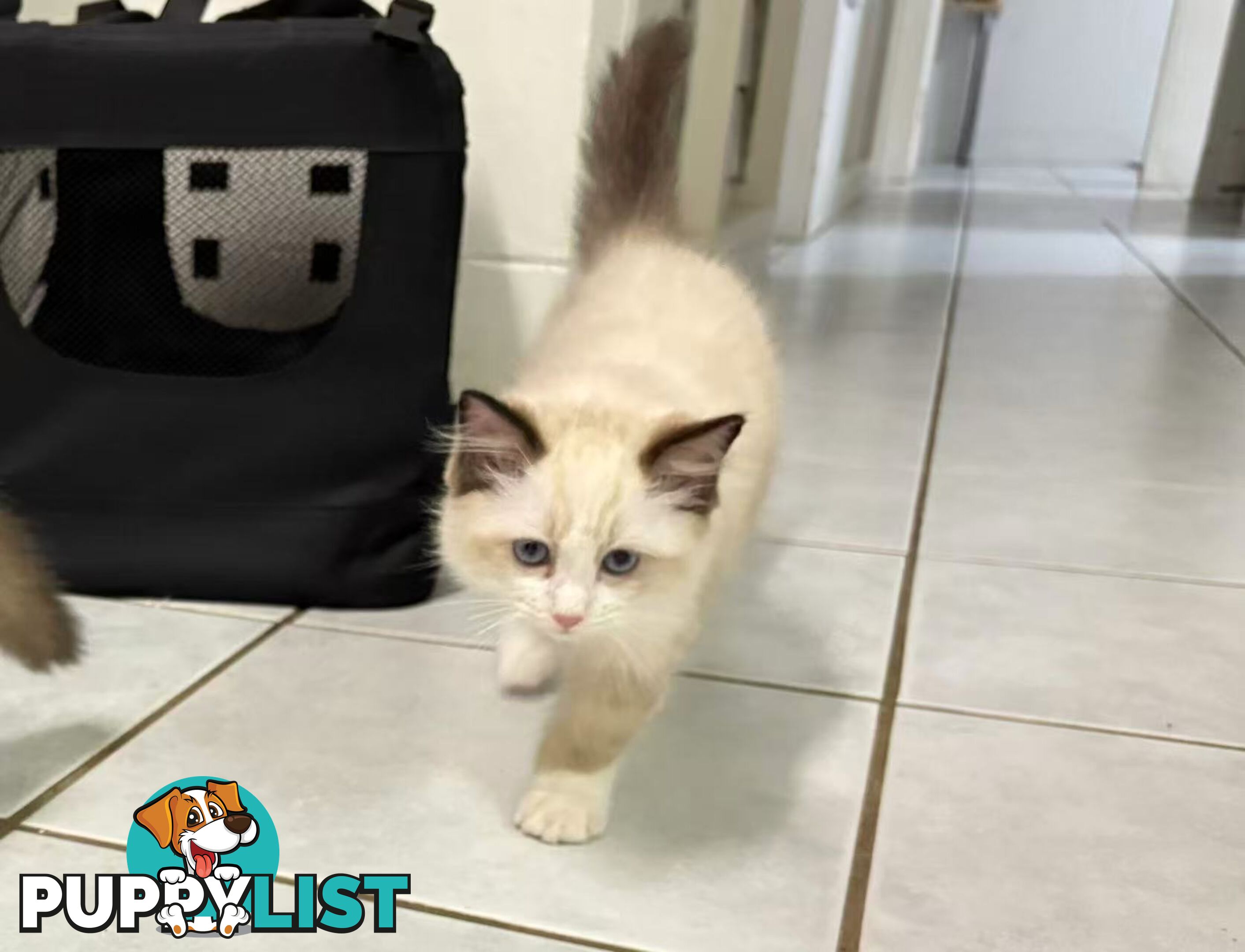 Purebred Ragdoll Kittens – Affectionate, Beautiful & Ready for New Homes!