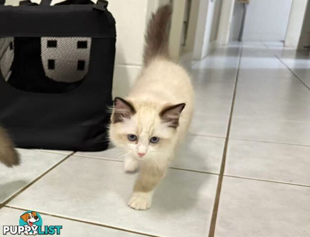 Purebred Ragdoll Kittens – Affectionate, Beautiful & Ready for New Homes!
