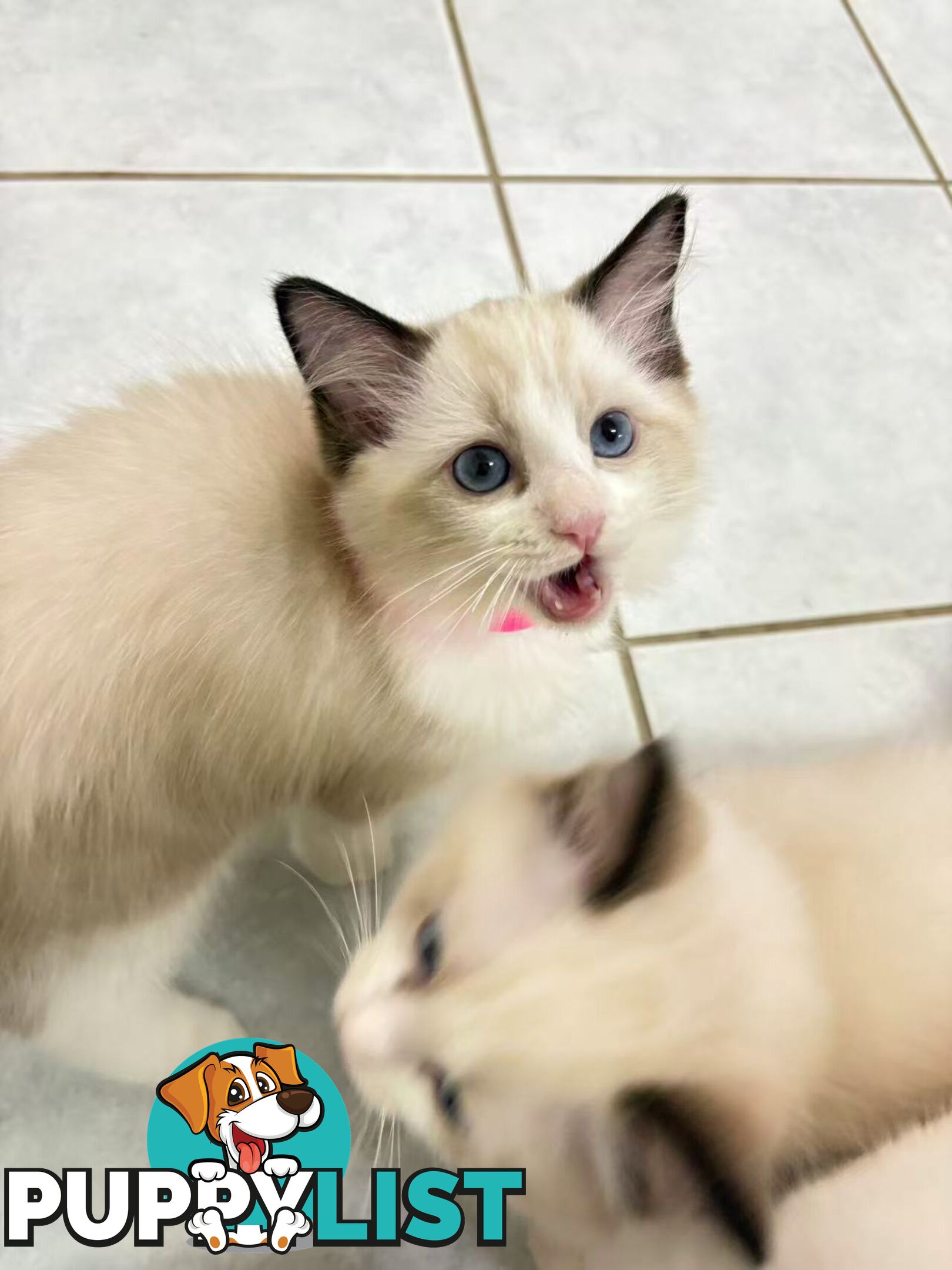 Purebred Ragdoll Kittens – Affectionate, Beautiful & Ready for New Homes!