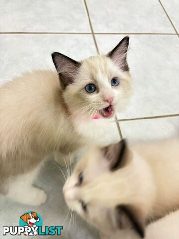 Purebred Ragdoll Kittens – Affectionate, Beautiful & Ready for New Homes!