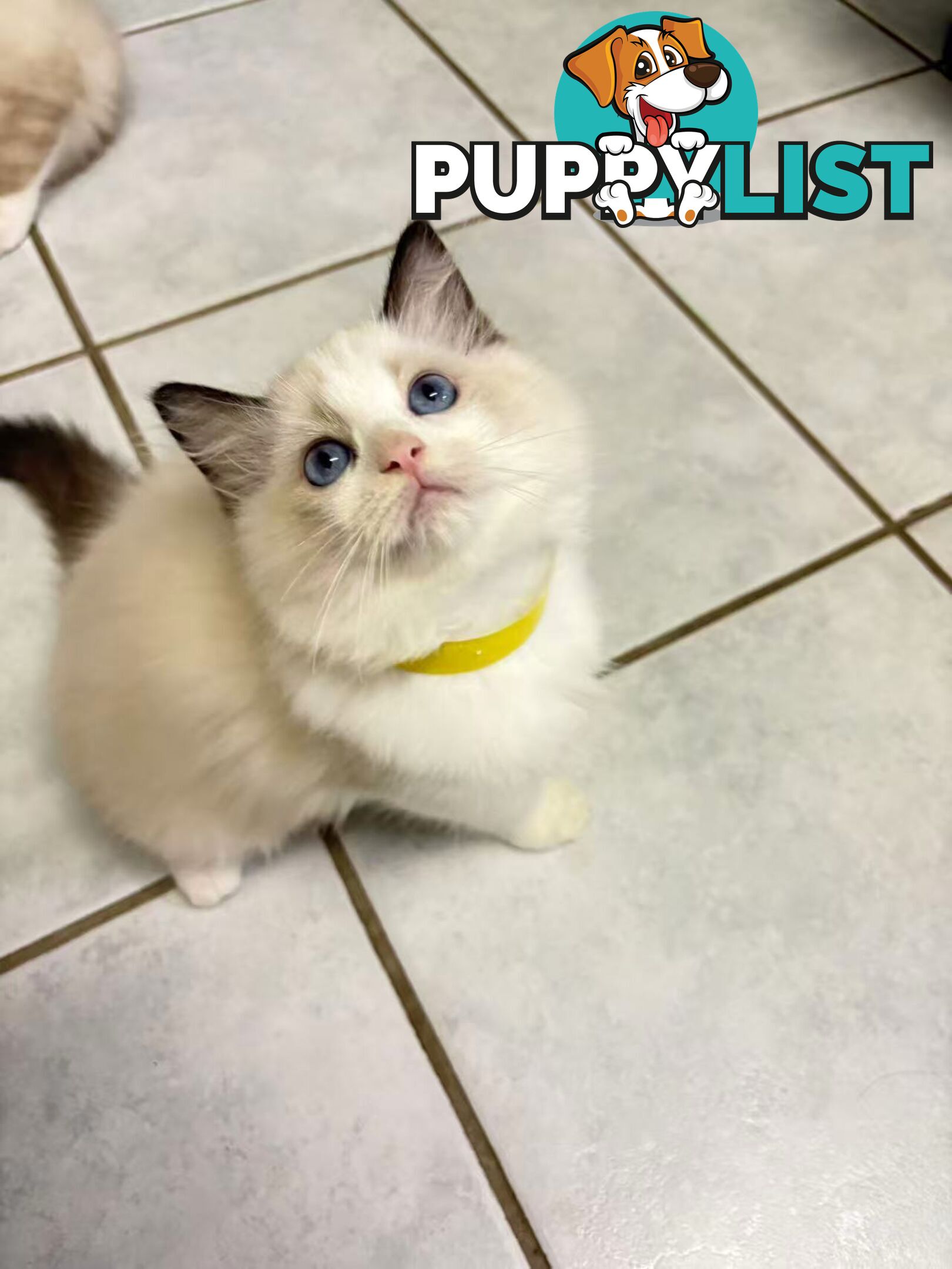 Purebred Ragdoll Kittens – Affectionate, Beautiful & Ready for New Homes!