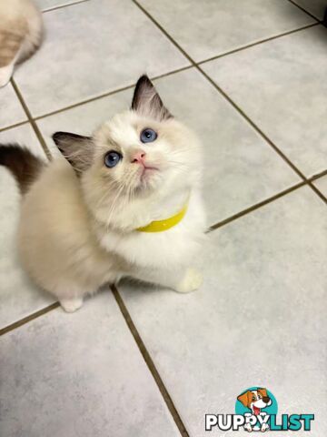 Purebred Ragdoll Kittens – Affectionate, Beautiful & Ready for New Homes!