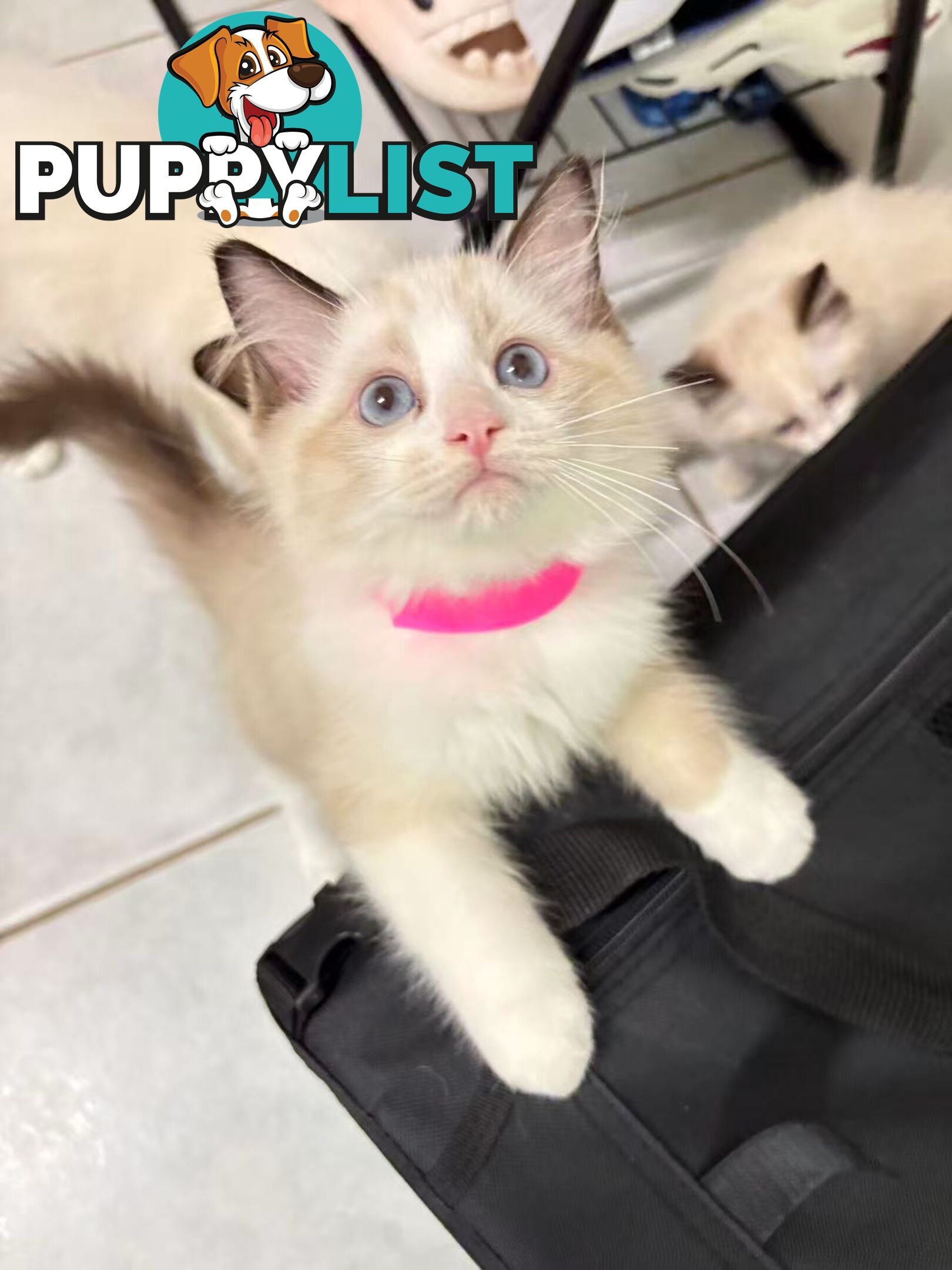 Purebred Ragdoll Kittens – Affectionate, Beautiful & Ready for New Homes!