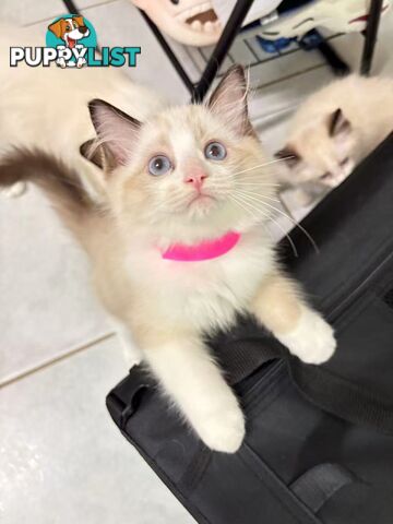 Purebred Ragdoll Kittens – Affectionate, Beautiful & Ready for New Homes!