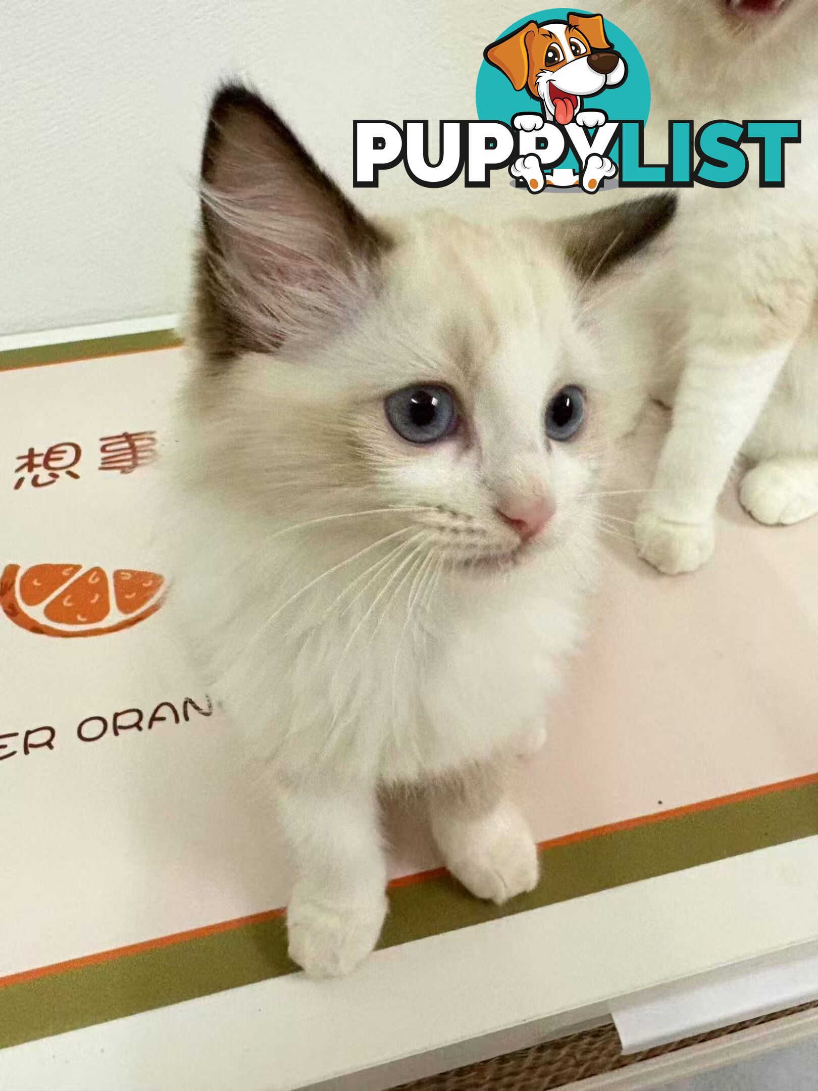 Purebred Ragdoll Kittens – Affectionate, Beautiful & Ready for New Homes!