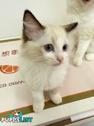 Purebred Ragdoll Kittens – Affectionate, Beautiful & Ready for New Homes!