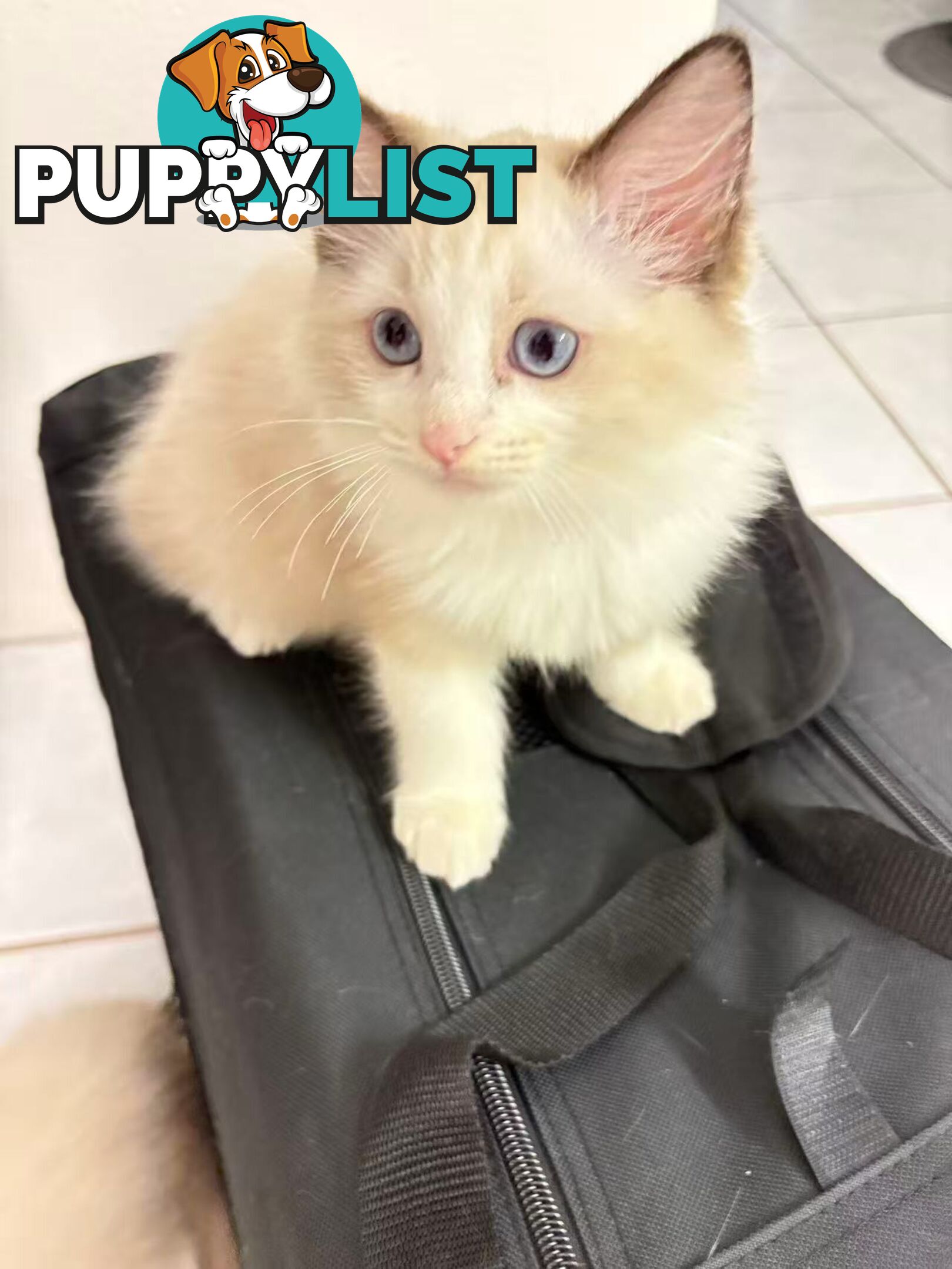 Purebred Ragdoll Kittens – Affectionate, Beautiful & Ready for New Homes!