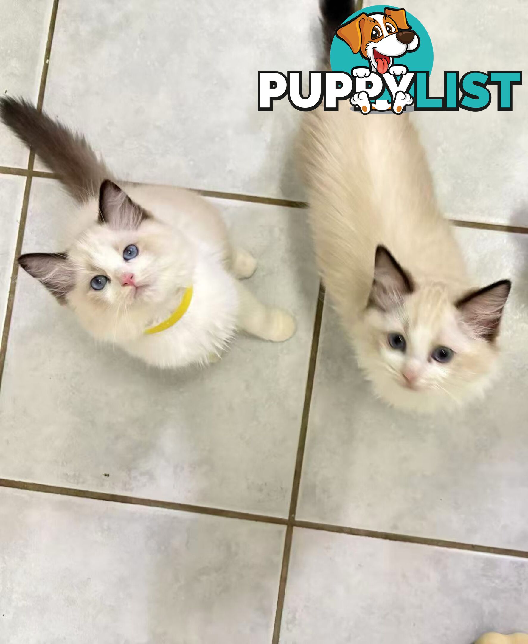 Purebred Ragdoll Kittens – Affectionate, Beautiful & Ready for New Homes!