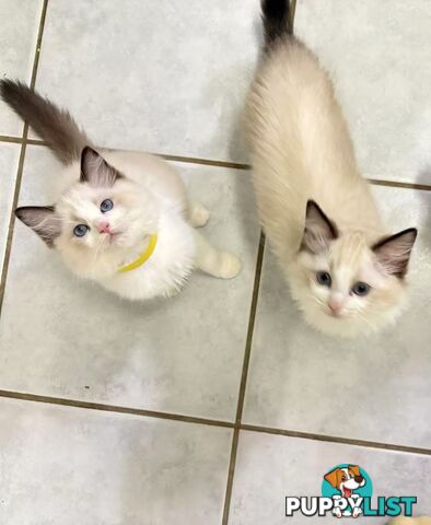 Purebred Ragdoll Kittens – Affectionate, Beautiful & Ready for New Homes!