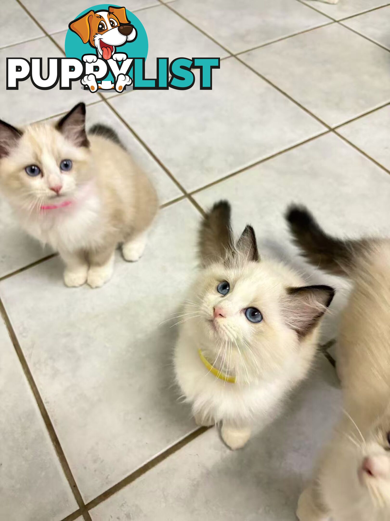 Purebred Ragdoll Kittens – Affectionate, Beautiful & Ready for New Homes!