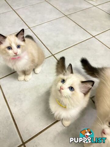 Purebred Ragdoll Kittens – Affectionate, Beautiful & Ready for New Homes!