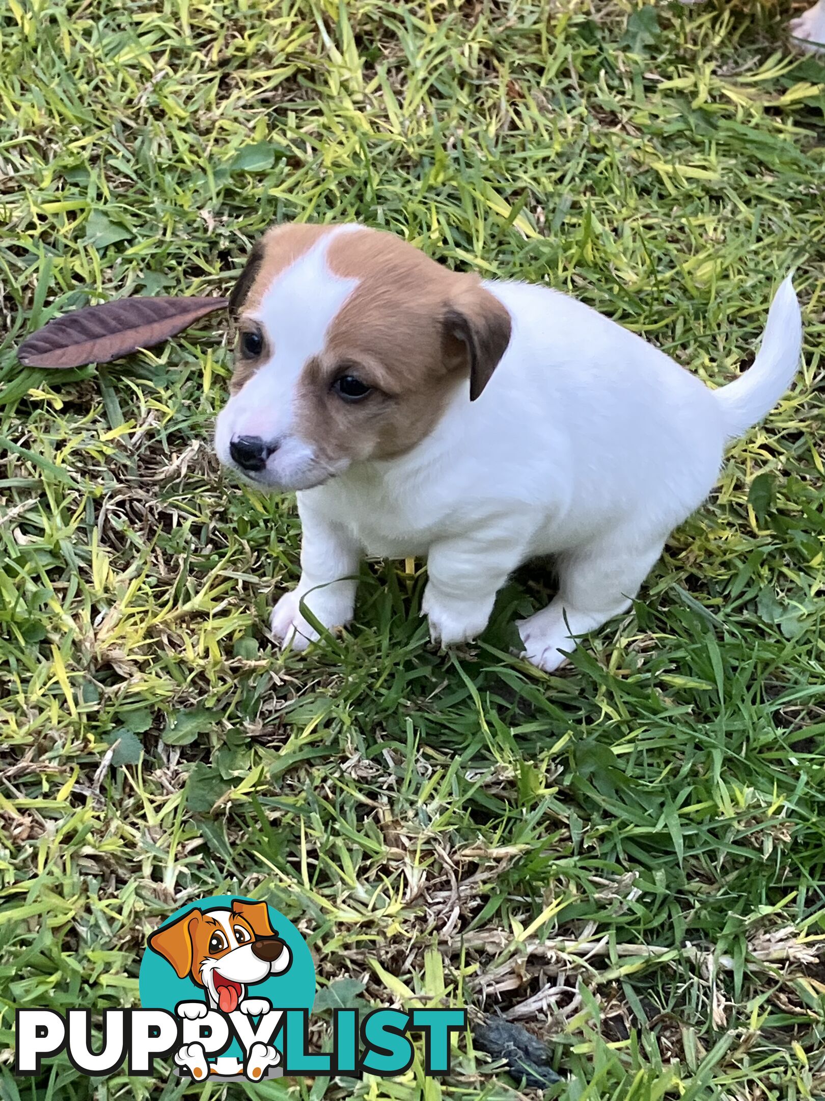Jack Russell Puppies