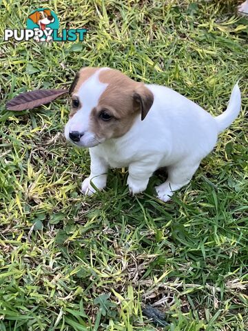 Jack Russell Puppies