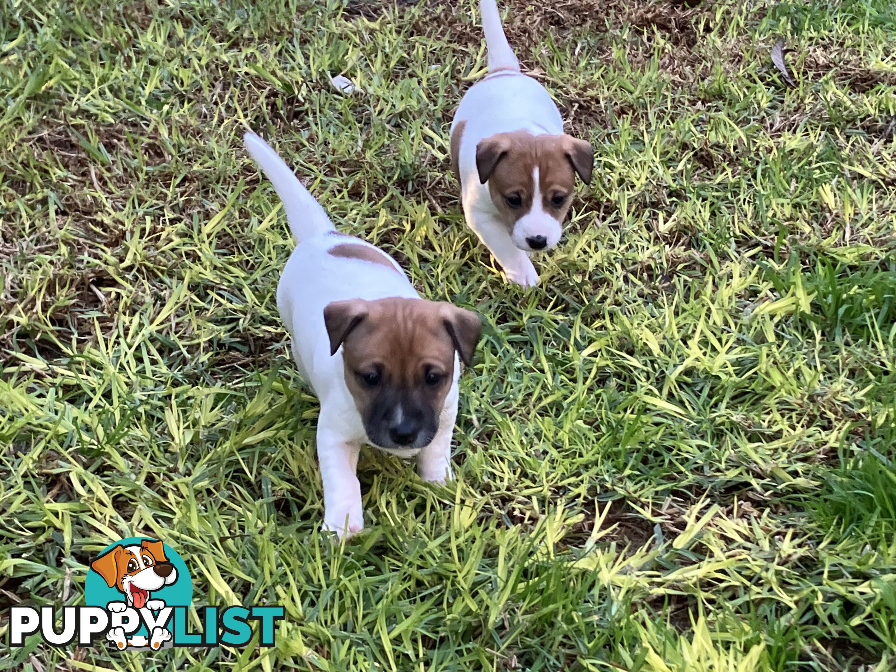 Jack Russell Puppies