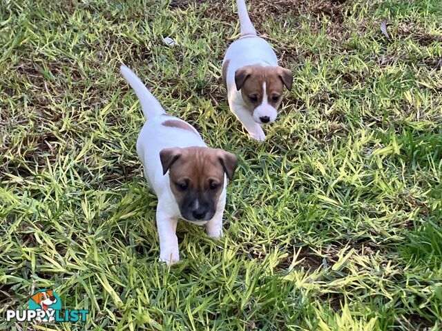 Jack Russell Puppies