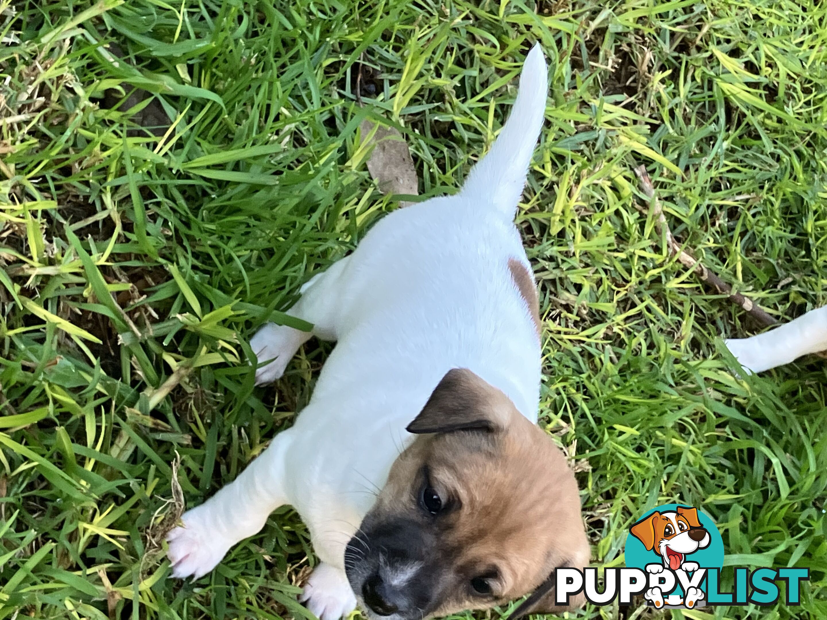Jack Russell Puppies
