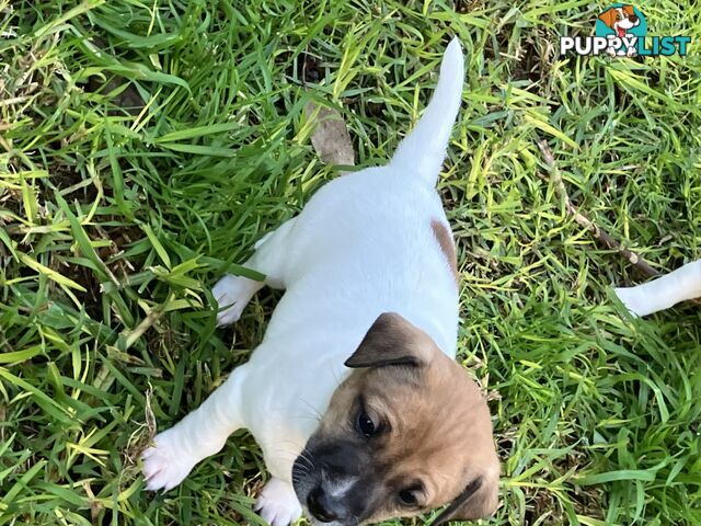 Jack Russell Puppies