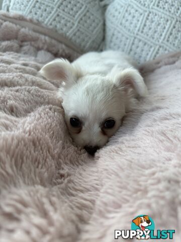 Chihuahua long coat puppies