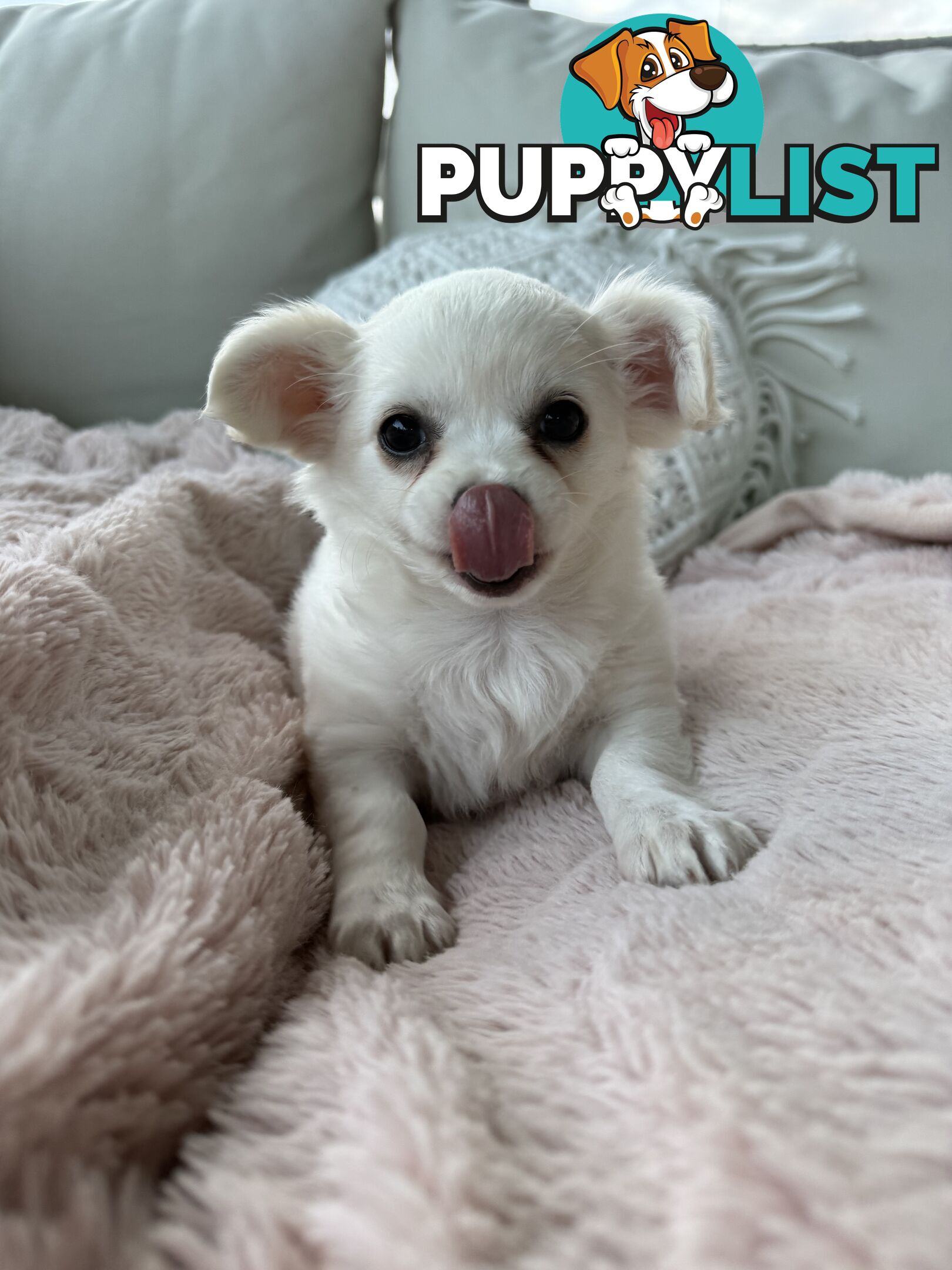 Chihuahua long coat puppies