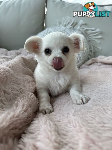 Chihuahua long coat puppies