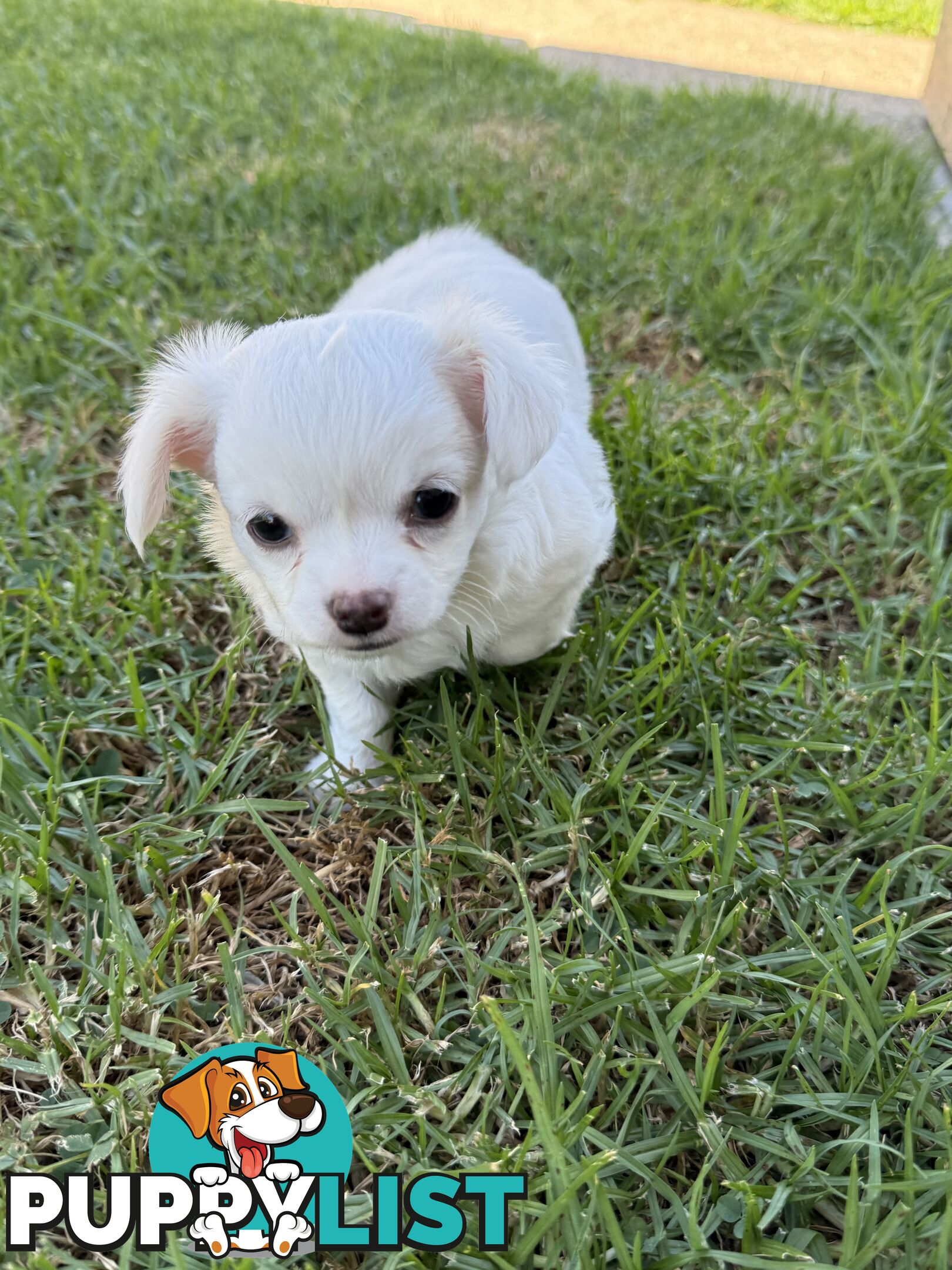 Chihuahua long coat puppies