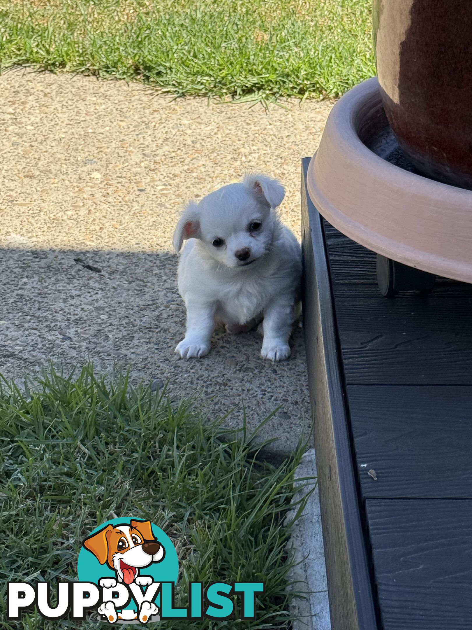 Chihuahua long coat puppies