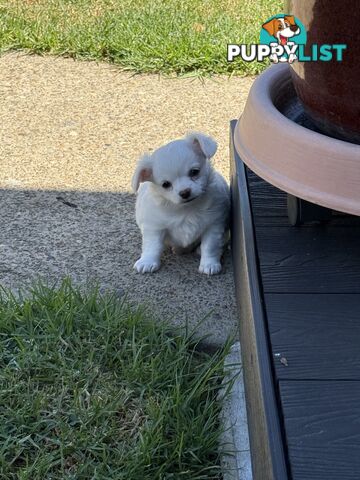 Chihuahua long coat puppies