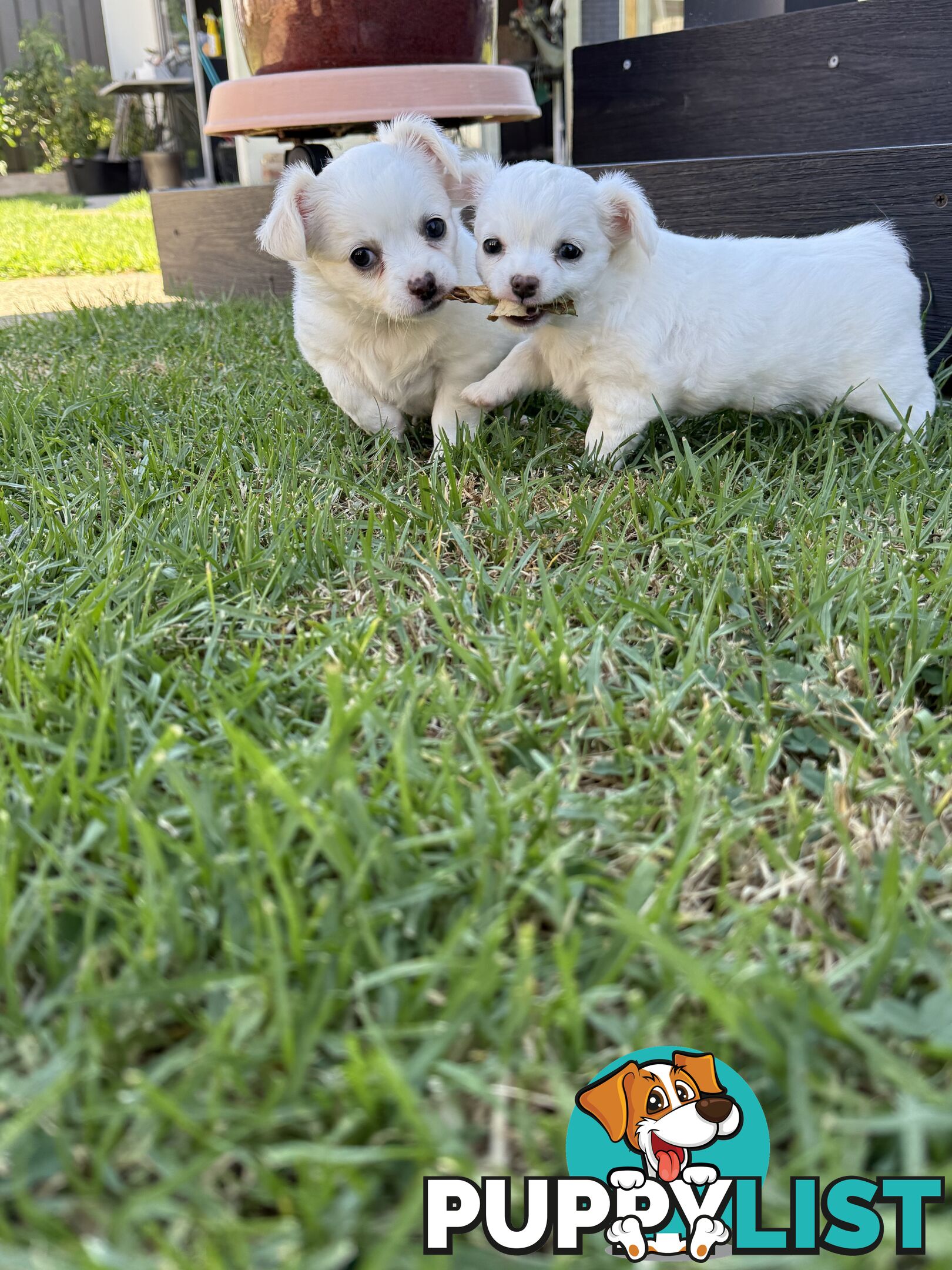 Chihuahua long coat puppies