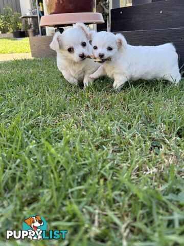 Chihuahua long coat puppies