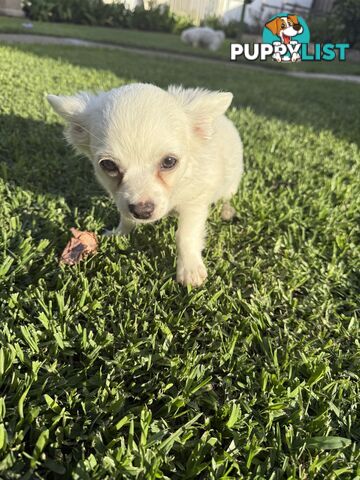 Chihuahua long coat puppies