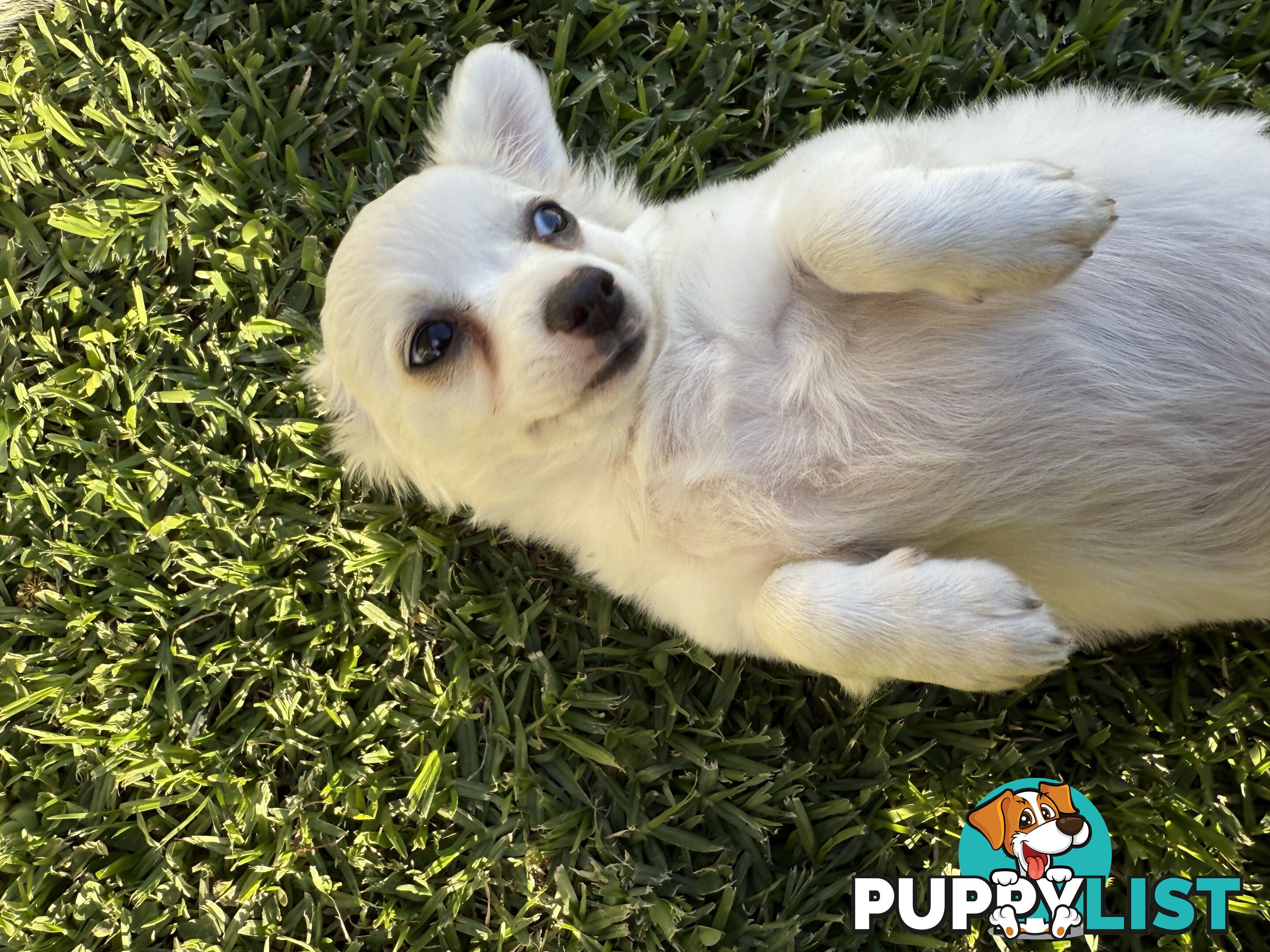 Chihuahua long coat puppies