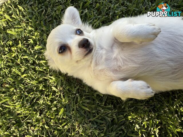 Chihuahua long coat puppies