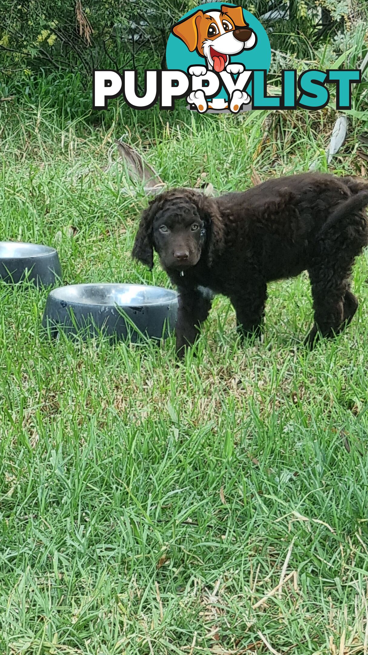 Retriever Murray river retriever