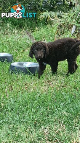 Retriever Murray river retriever