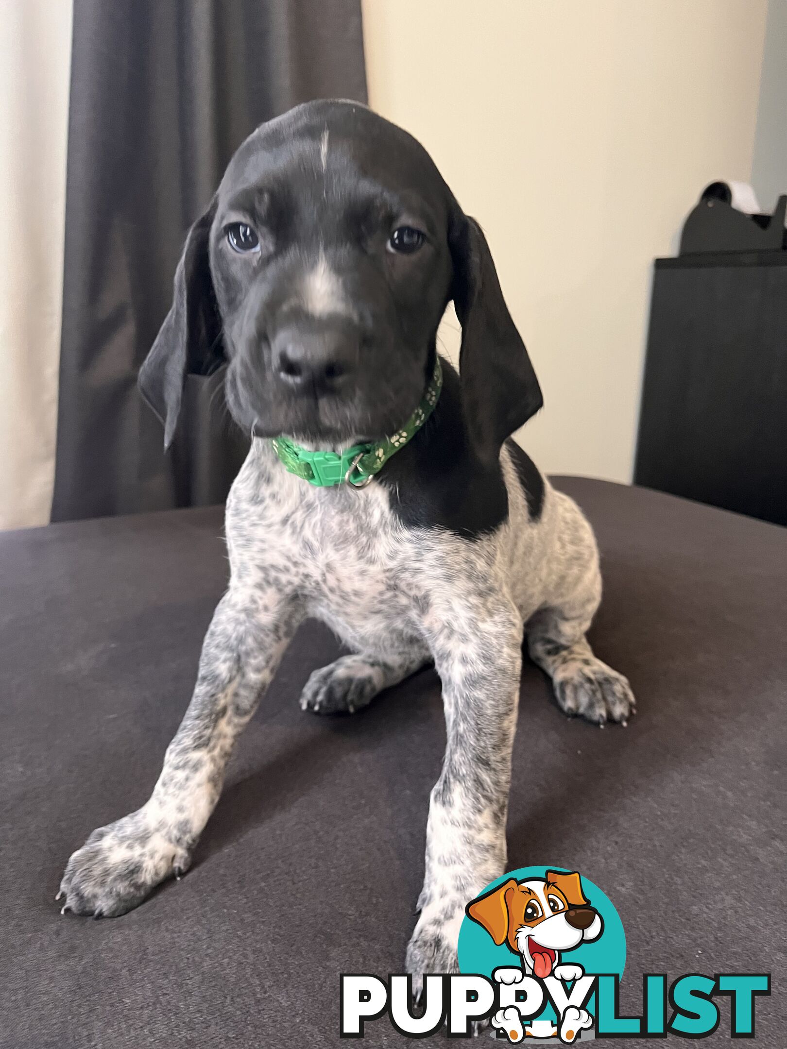 Pure Bred German Short Haired Pointer Puppies GsP