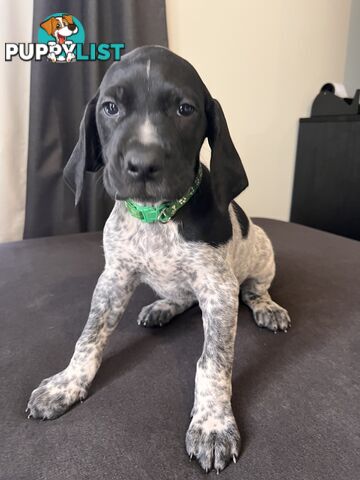Pure Bred German Short Haired Pointer Puppies GsP
