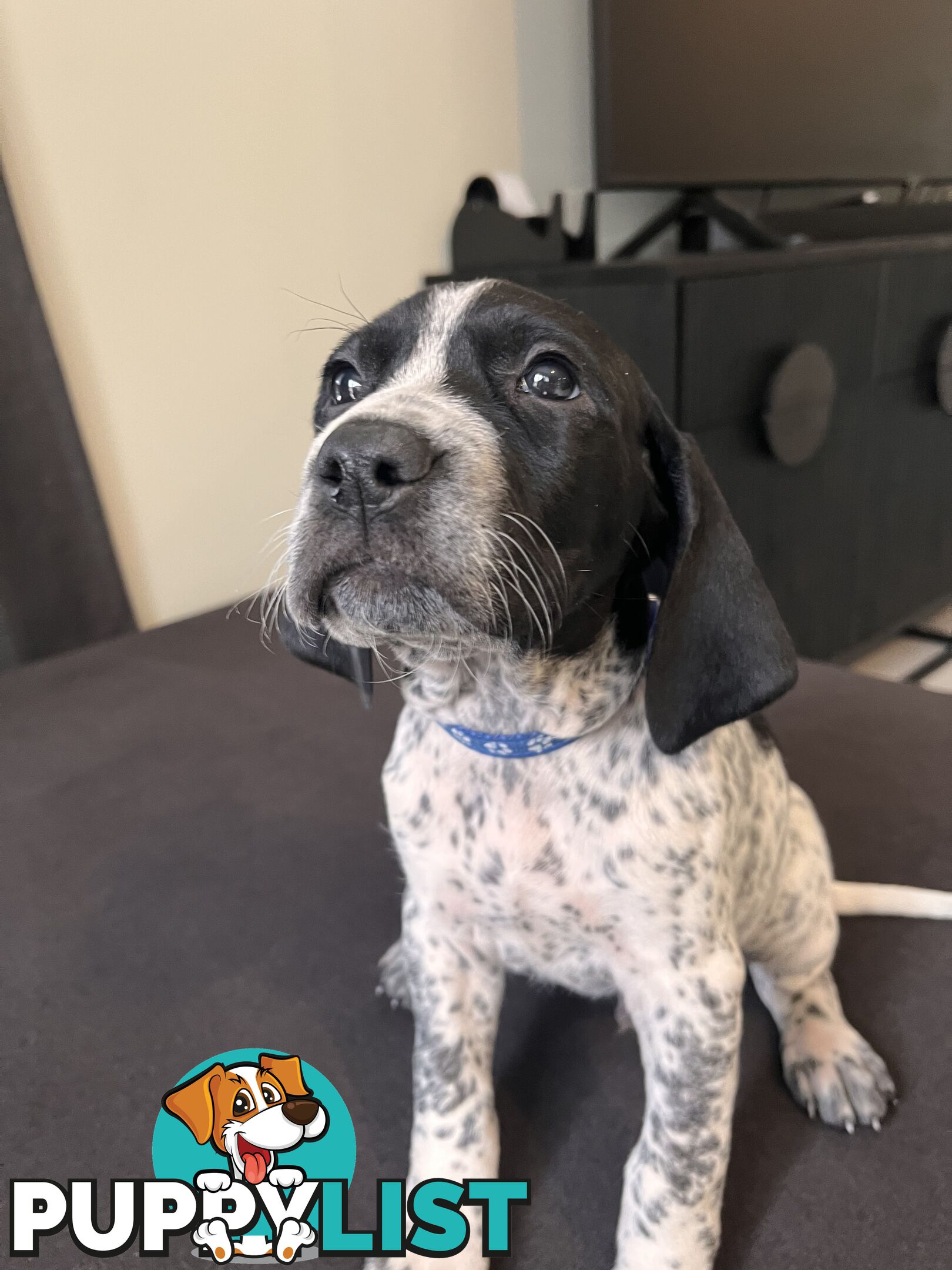 Pure Bred German Short Haired Pointer Puppies GsP