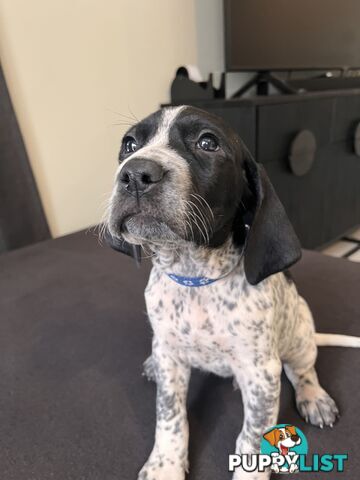 Pure Bred German Short Haired Pointer Puppies GsP