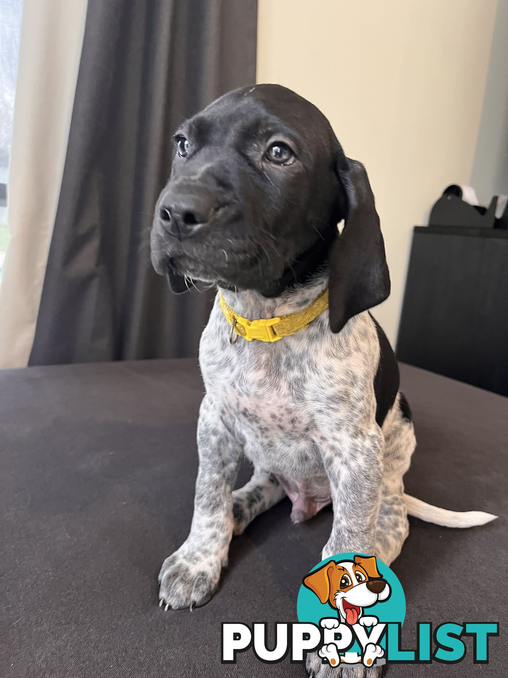 Pure Bred German Short Haired Pointer Puppies GsP