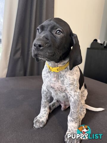 Pure Bred German Short Haired Pointer Puppies GsP