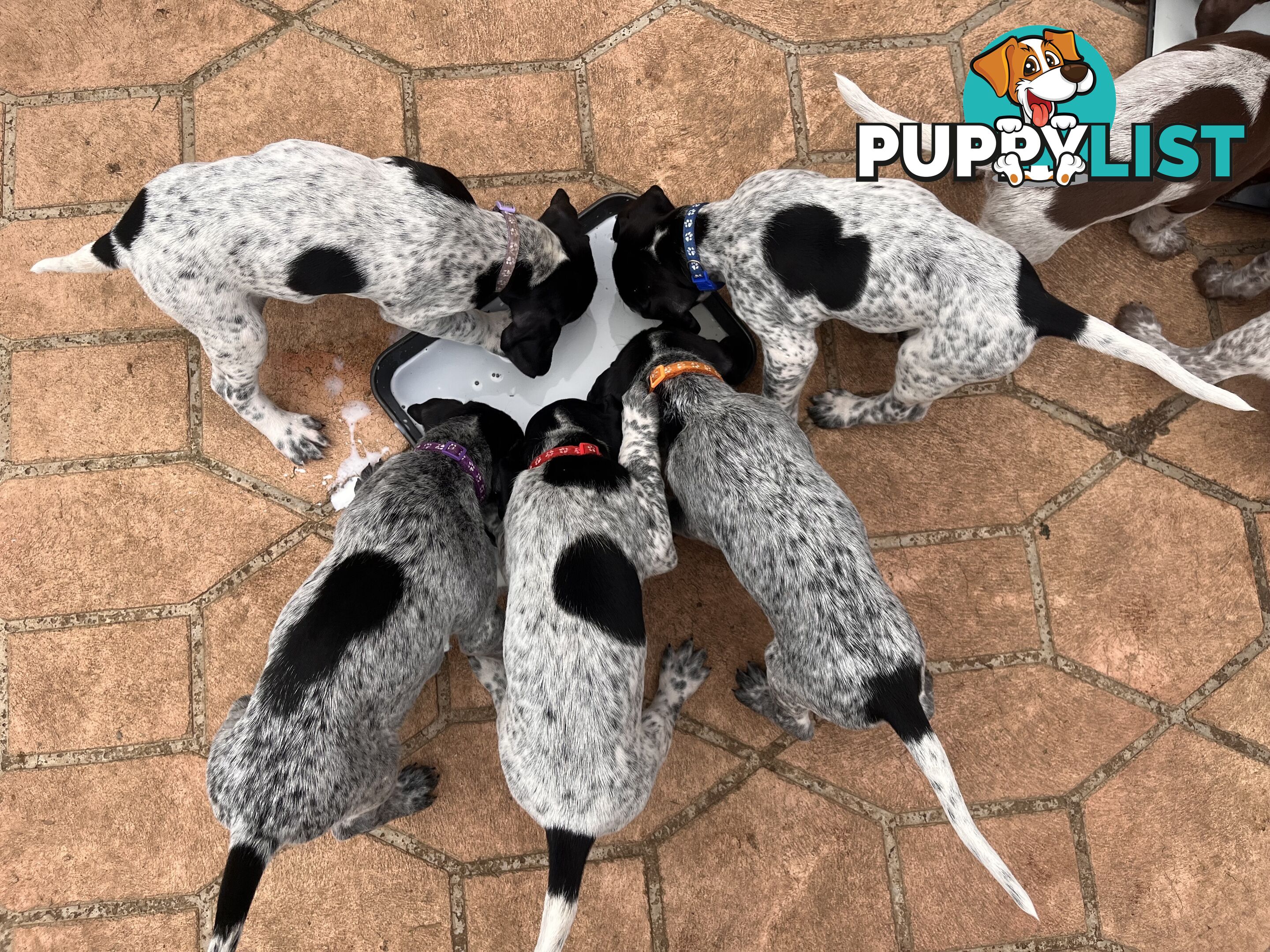Pure Bred German Short Haired Pointer Puppies GsP