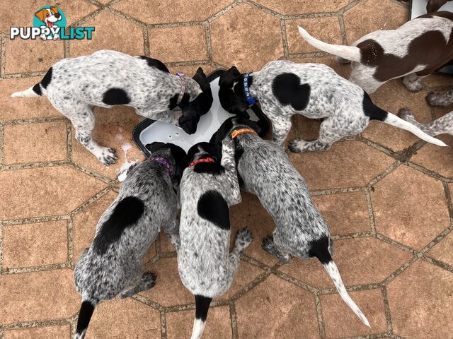 Pure Bred German Short Haired Pointer Puppies GsP