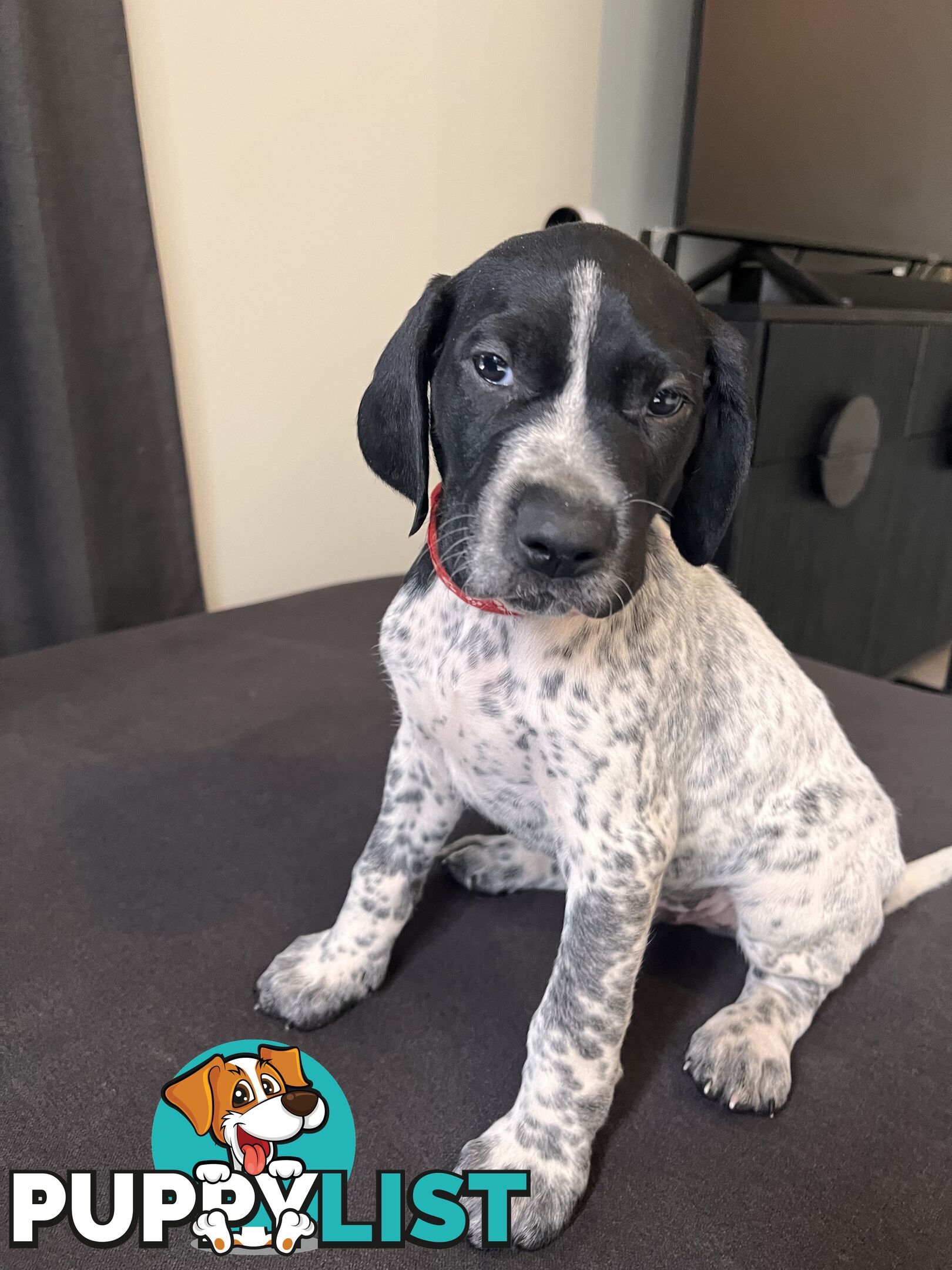 Pure Bred German Short Haired Pointer Puppies GsP