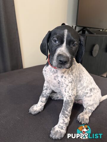 Pure Bred German Short Haired Pointer Puppies GsP