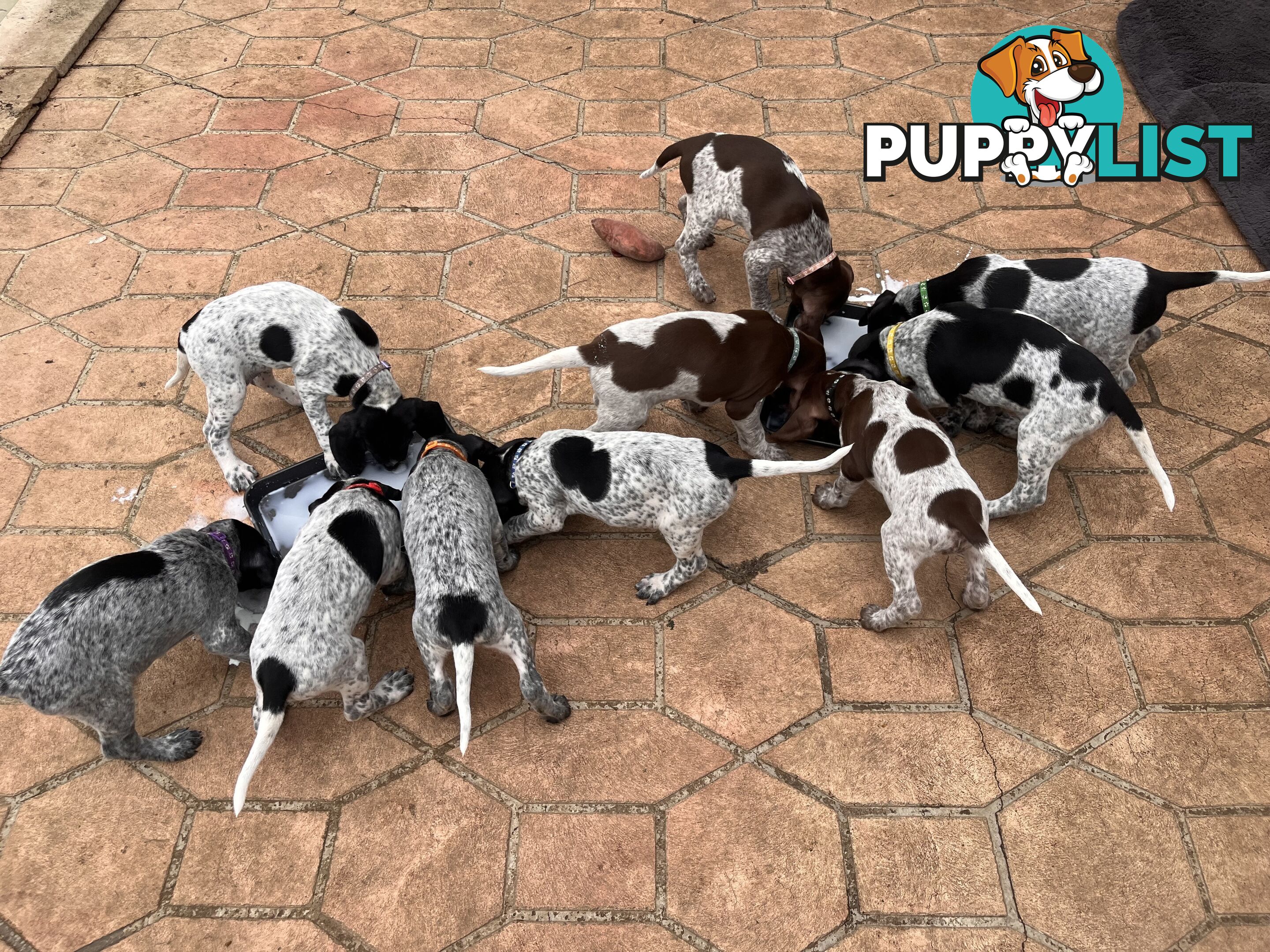 Pure Bred German Short Haired Pointer Puppies GsP
