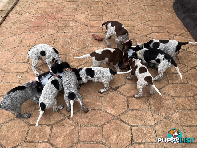 Pure Bred German Short Haired Pointer Puppies GsP