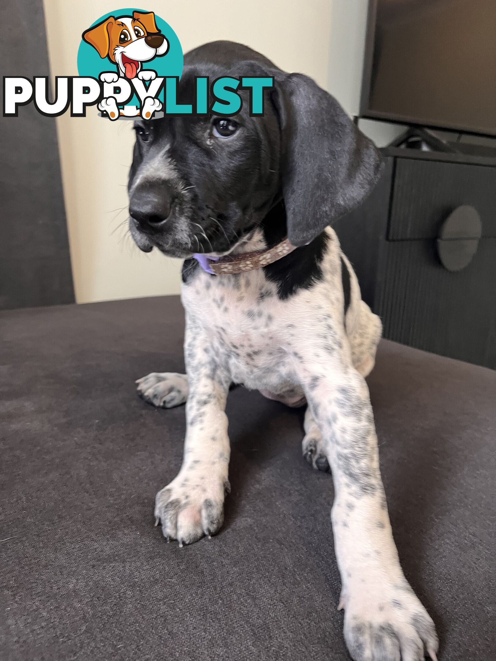 Pure Bred German Short Haired Pointer Puppies GsP