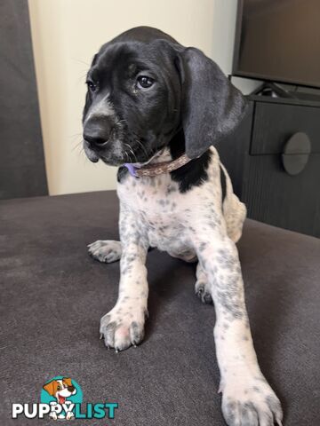 Pure Bred German Short Haired Pointer Puppies GsP