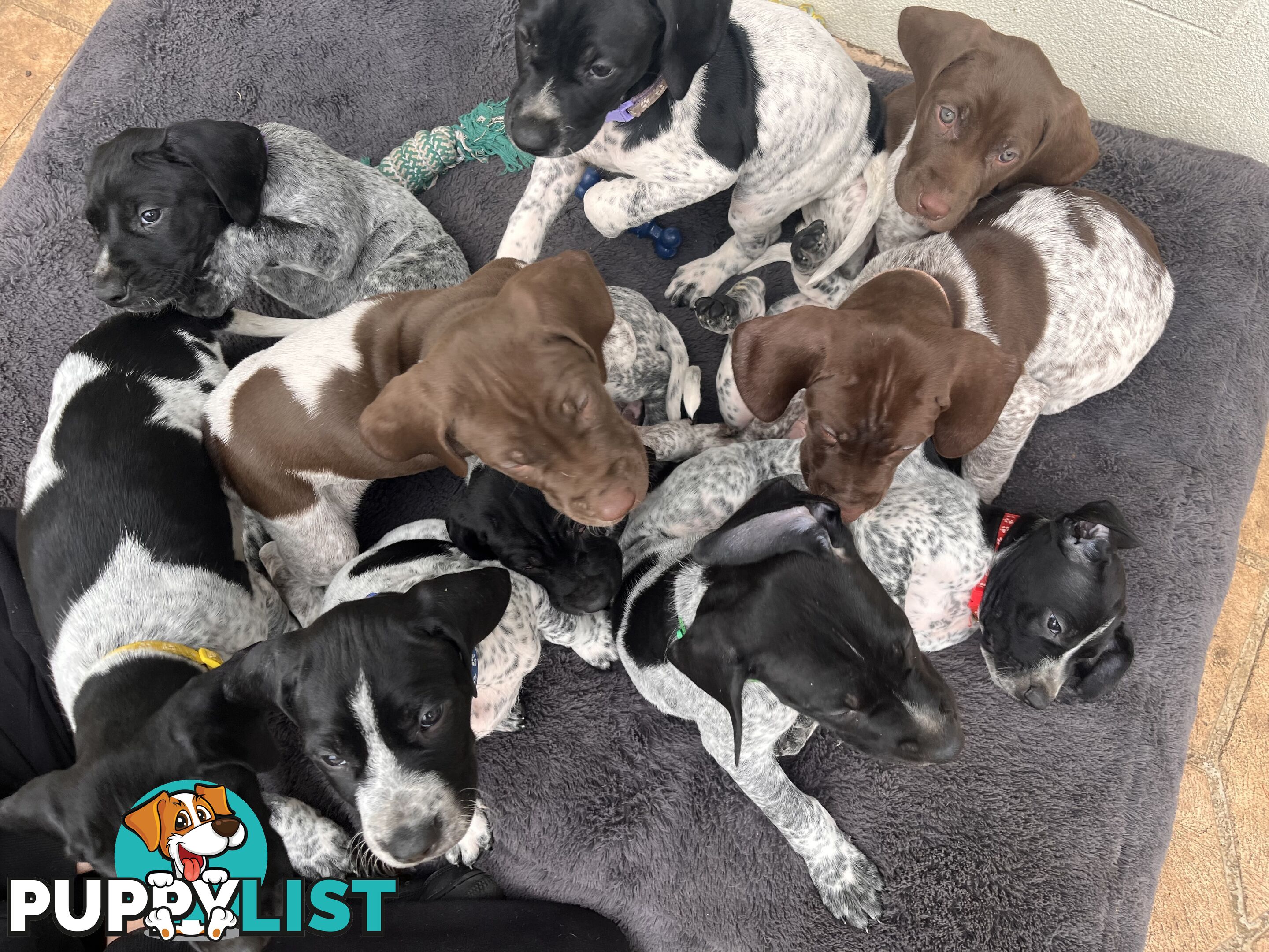 Pure Bred German Short Haired Pointer Puppies GsP